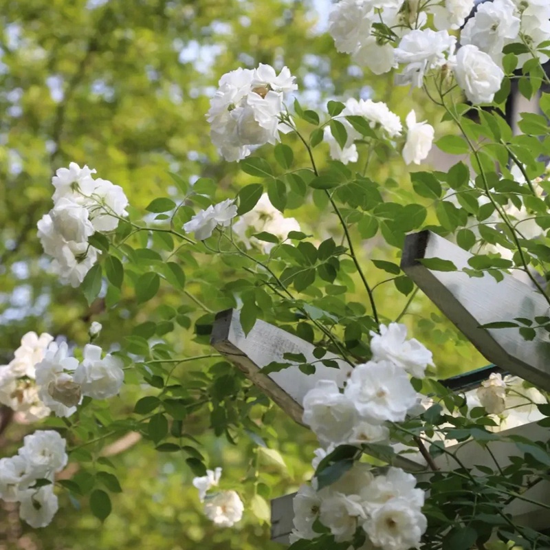 藤冰山月季一年能開(kāi)幾次花