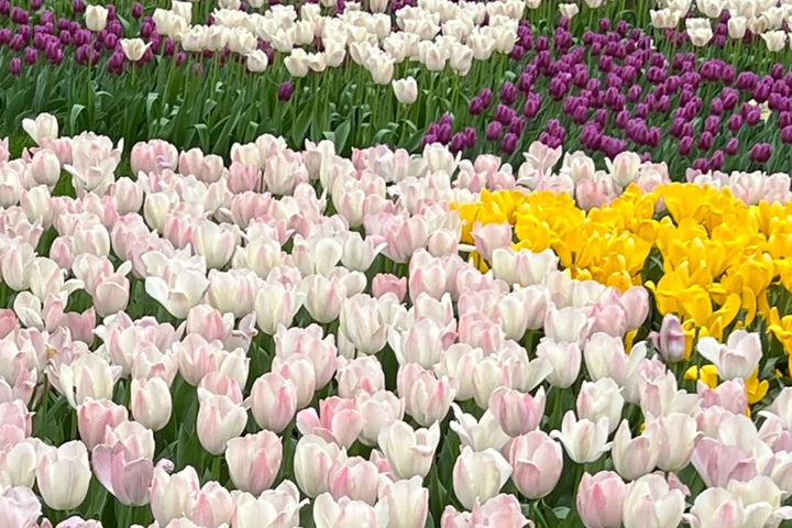 郁金香花期是幾月份，什么時候開花