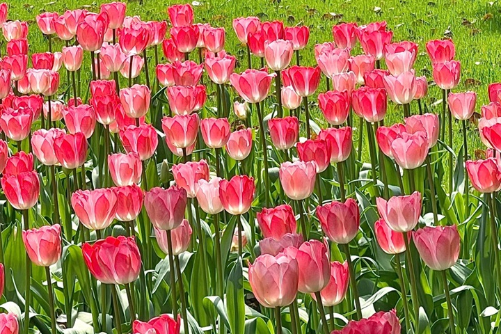 郁金香花期是幾月份，什么時候開花