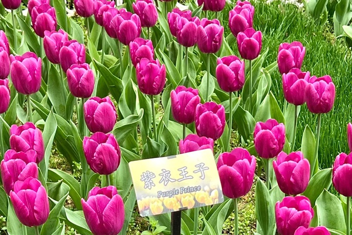 郁金香花期是幾月份，什么時候開花