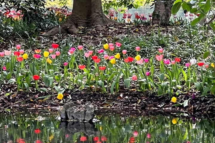 郁金香花期是幾月份，什么時候開花