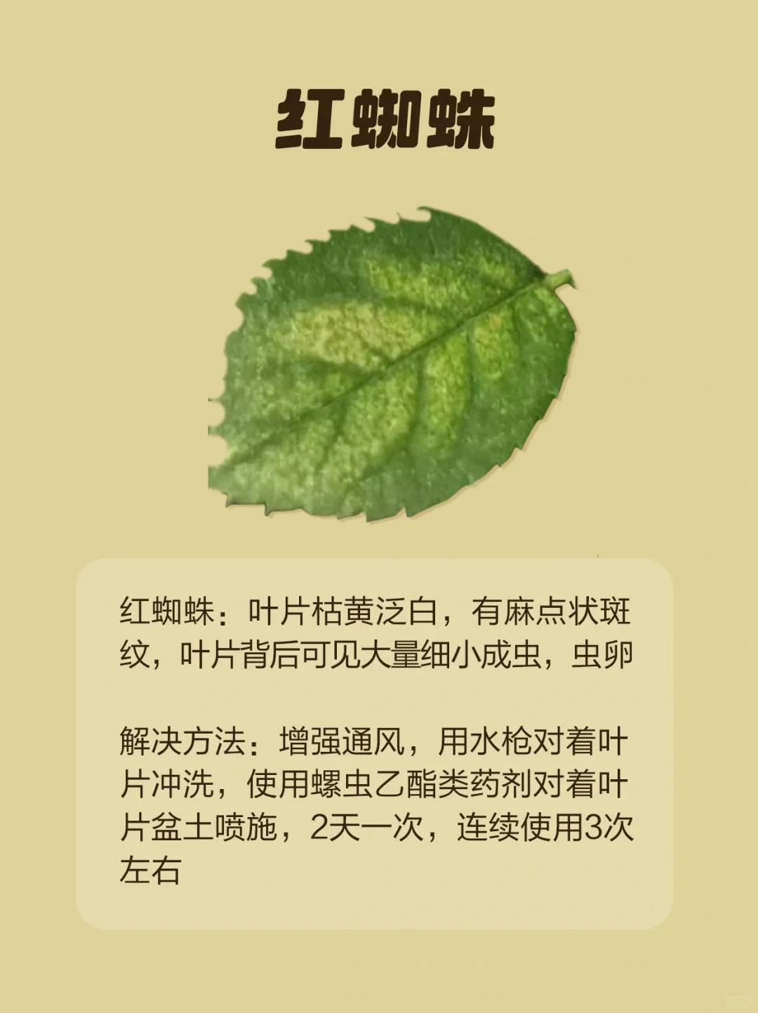 月季各種病蟲害的葉片癥狀圖片