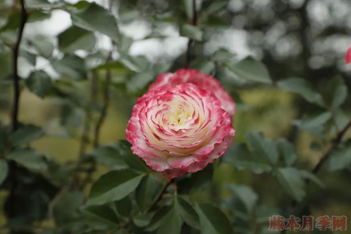 月季初妝和點唇的區(qū)別