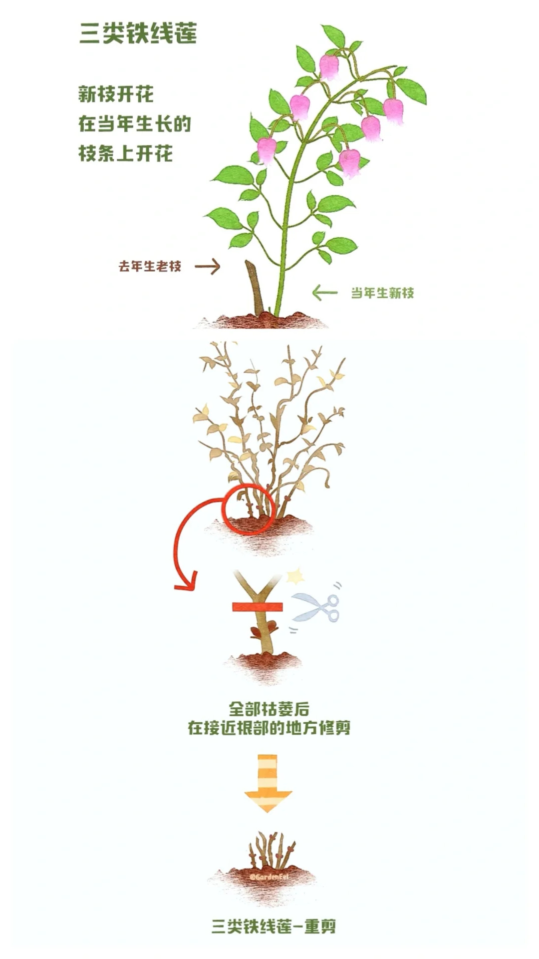 鐵線蓮一類二類三類品種有什么區(qū)別？