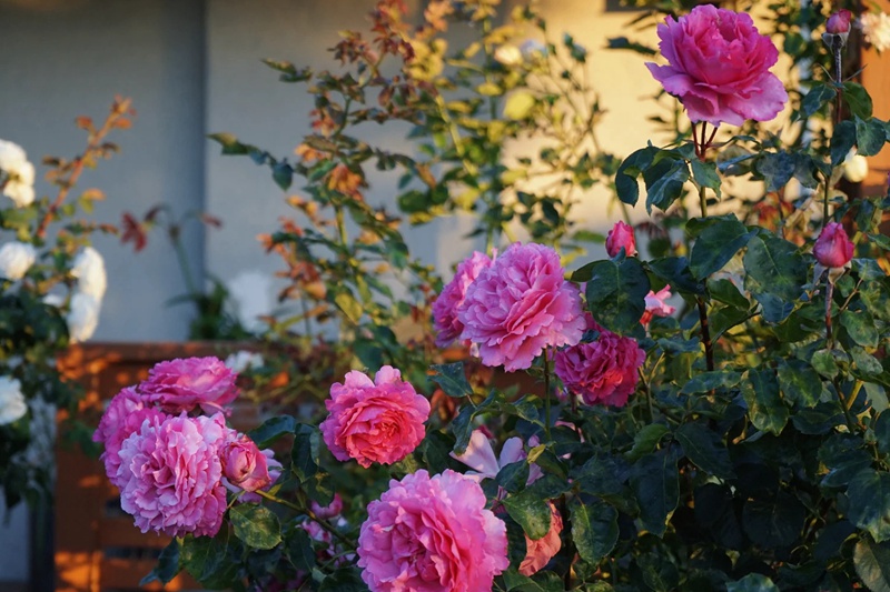 藤本伊芙伯爵月季特點