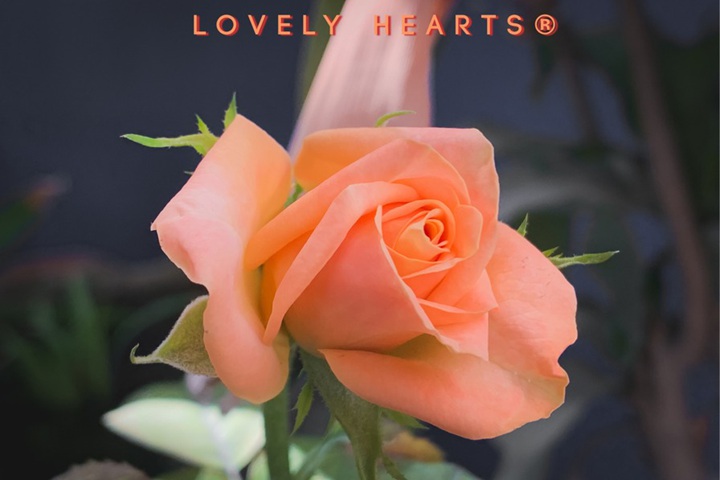 可愛的心Lovely Hearts