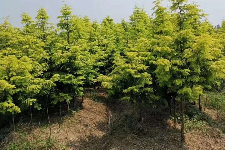 水杉樹在北方地區(qū)能種植嗎