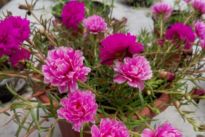 8月份能播種太陽花嗎