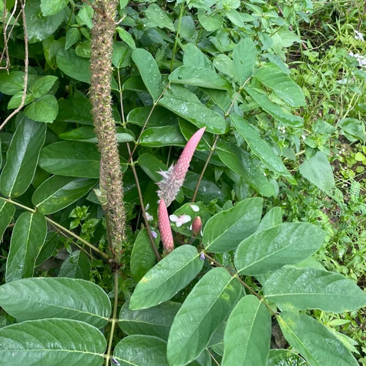 貓尾草如何養(yǎng)護才能開花更好？