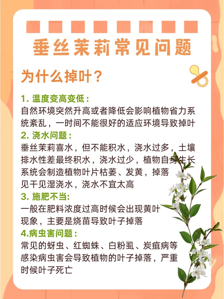 垂絲茉莉如何來養(yǎng)護