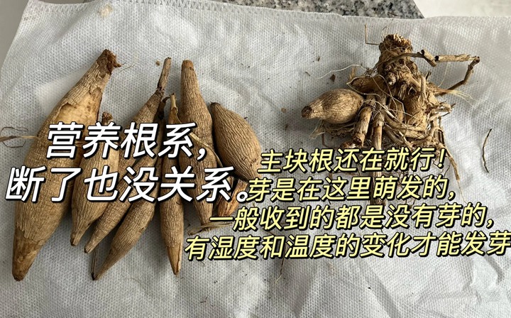 大麗花冬天會(huì)凍死嗎